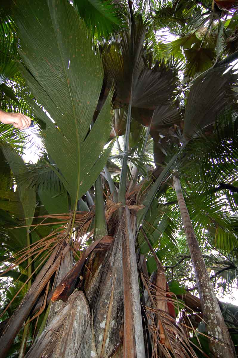 Mahé, Praslin, La Digue: Inselhopping / Seychellen Teil 2