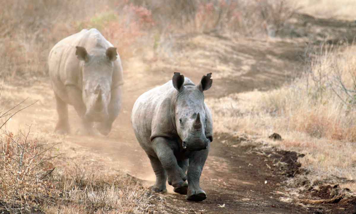 Korallenkörbe pflanzen, Schildkröten retten, Rhinos schützen