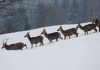 Naturpark Bayerischer Wald: Treffen mit dem König der Wälder