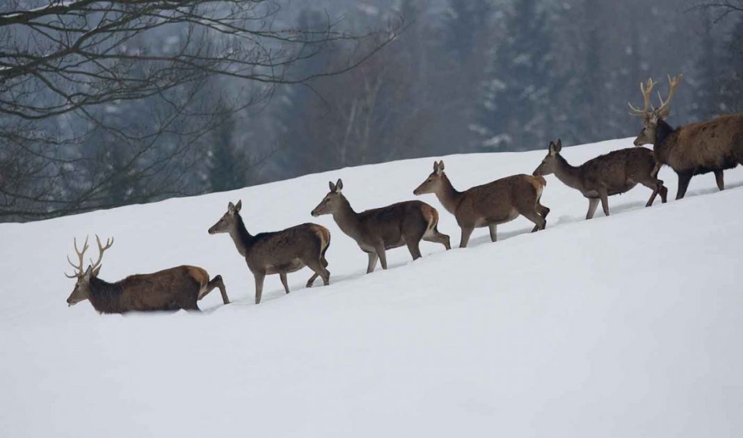 Naturpark Bayerischer Wald: Treffen mit dem König der Wälder