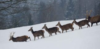 Naturpark Bayerischer Wald: Treffen mit dem König der Wälder