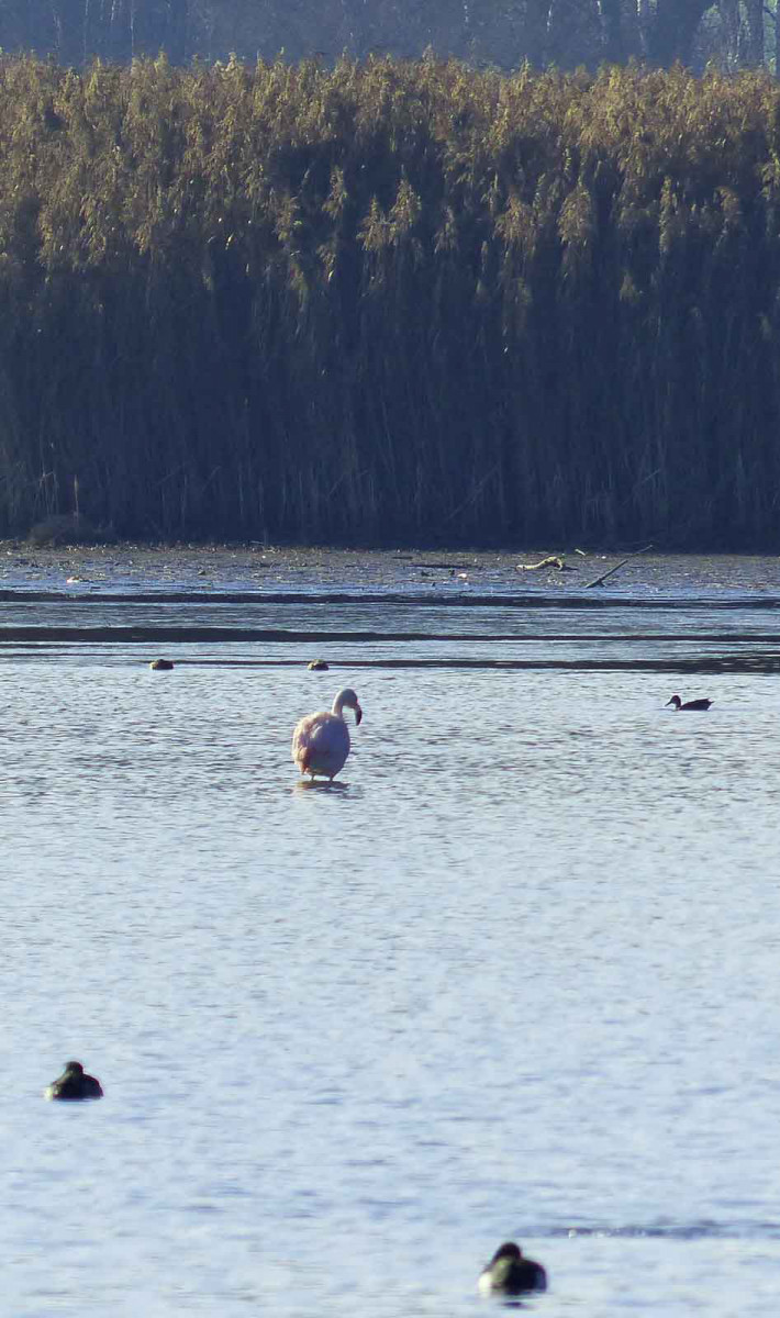 Rosa Wunder: Flamingos am Chiemsee