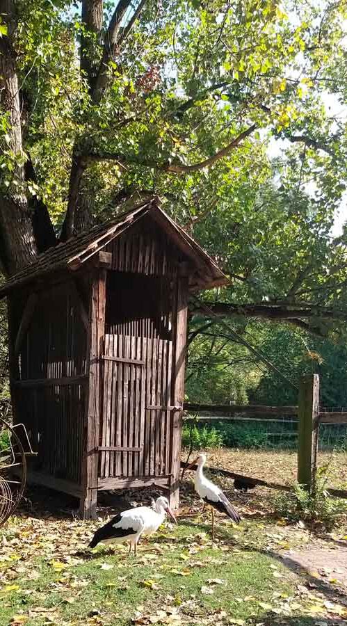 Neusiedlersee-Seewinkel: Hier landen nicht nur Störche gern