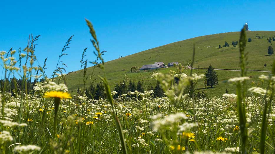 Gewinnen Sie Romantik & Wellness im Schwarzwald Hotel Tannhof am Feldweg