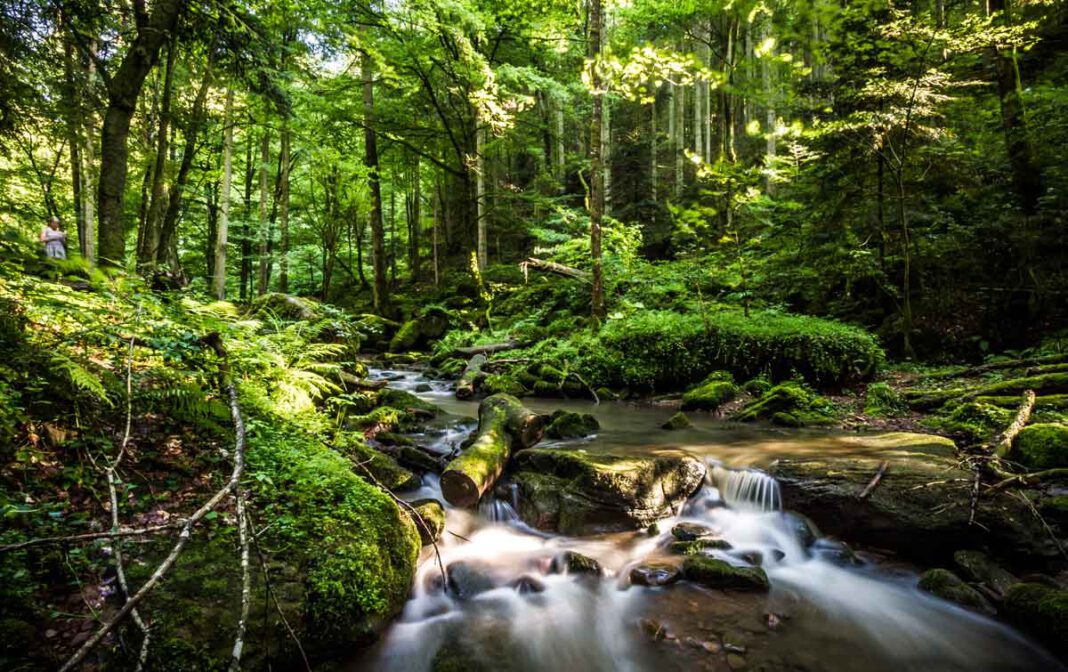 Auf Erlebnistour im Nördlichen Schwarzwald