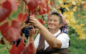 Schätze der Natur: das Steirische Weinland