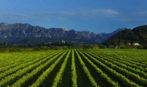66 Flaschen Prosecco DOC: Wollen Sie prickelndes Vergnügen gewinnen?6 Flaschen Prosecco DOC: Wollen Sie prickelndes Vergnügen gewinnen? Foto Prosecco DOC
