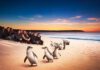 Phillip Island: Zwergpinguine bei der Pinguin Parade hautnah erleben