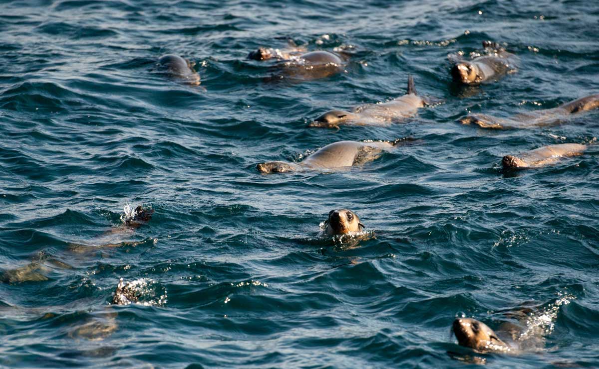 Phillip Island: Zwergpinguine bei der Pinguin Parade hautnah erleben