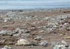 Plastikverschmutzung im MeerPlastikverschmutzung im Meer