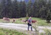 Bergwaldprojekt für Familien in Obernberg in Tirol