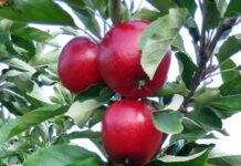 Apfelkuchen Rezept für mehr Süßes aus Schweden