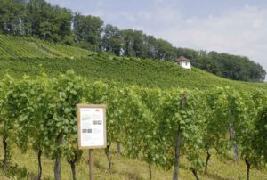 Klushof Baselbiet Schweizer Wein