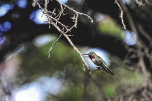 Arizona: Von Kakteen und Kolilbris