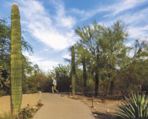 Arizona: Von Kakteen und Kolilbris