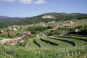 Queso de Tetilla und Viva o viño! Genuss pur in Galizien Teil 2