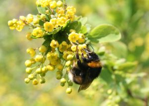 Jetzt Pflanzaktionen "Deutschland summt!" für Wildbienen starten
