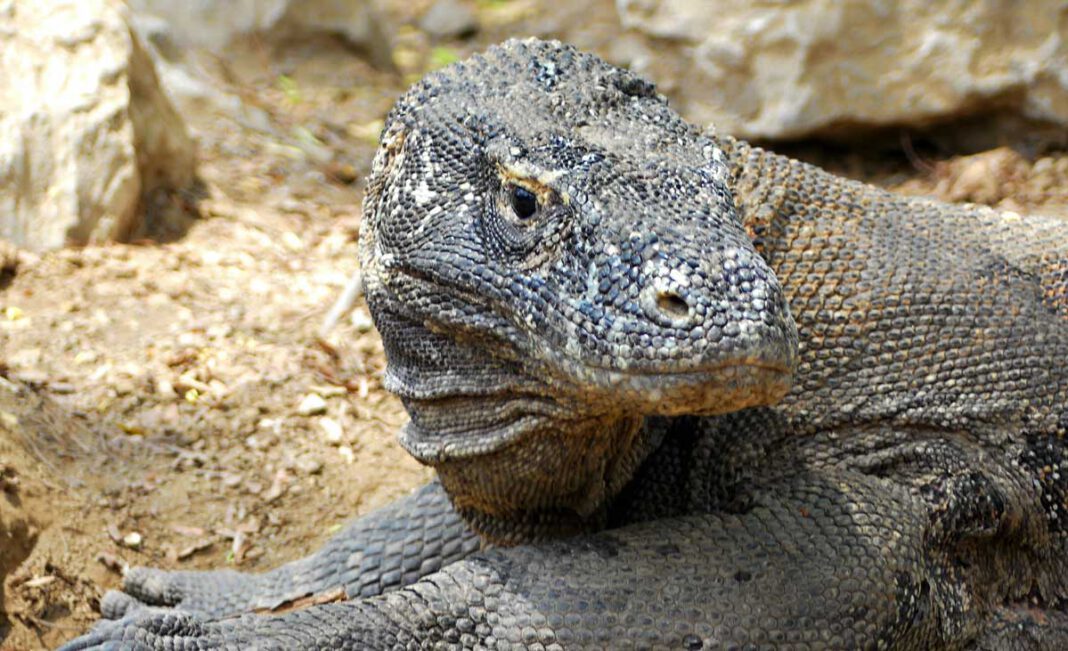 Monströs und schuppig: Komodo Warane haben Angst vor der GabelMonströs und schuppig: Komodo Warane haben Angst vor der Gabel