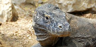 Monströs und schuppig: Komodo Warane haben Angst vor der GabelMonströs und schuppig: Komodo Warane haben Angst vor der Gabel