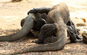 Monströs und schuppig: Komodo Warane haben Angst vor der Gabel