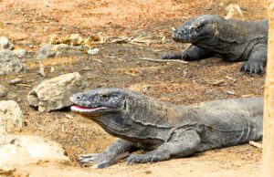 Monströs und schuppig: Komodo Warane haben Angst vor der Gabel