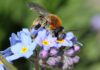 Jetzt Pflanzaktionen "Deutschland summt!" für Wildbienen starten