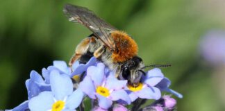 Jetzt Pflanzaktionen "Deutschland summt!" für Wildbienen starten