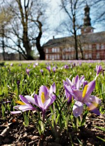 Husum schwelgt in lilafarbenem Naturschauspiel