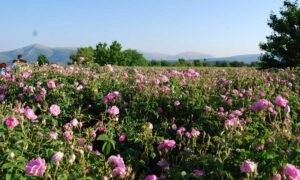 Das besondere Erlebnis in Isparta: Rosenernte der Damaszener Rose