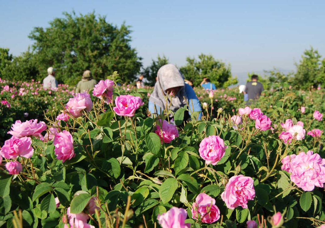 Das besondere Erlebnis in Isparta: Rosenernte der Damaszener RoseDas besondere Erlebnis in Isparta: Rosenernte der Damaszener Rose