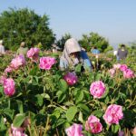 Das besondere Erlebnis in Isparta: Rosenernte der Damaszener RoseDas besondere Erlebnis in Isparta: Rosenernte der Damaszener Rose