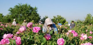 Das besondere Erlebnis in Isparta: Rosenernte der Damaszener RoseDas besondere Erlebnis in Isparta: Rosenernte der Damaszener Rose