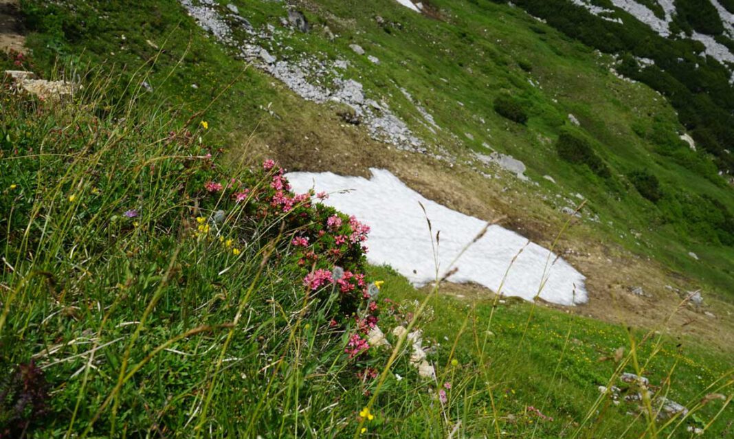 Im Chiemsee-Alpenland: Bayrisches Blütenmeer