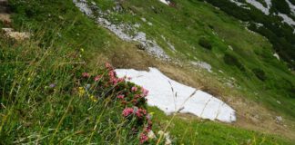 Im Chiemsee-Alpenland: Bayrisches Blütenmeer