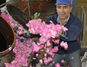 Das besondere Erlebnis in Isparta: Rosenernte der Damaszener Rose