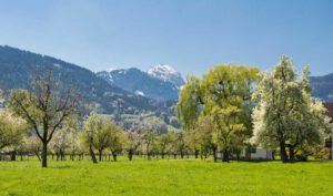 Im Chiemsee-Alpenland: Bayrisches Blütenmeer