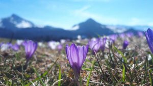 Im Chiemsee-Alpenland: Bayrisches Blütenmeer