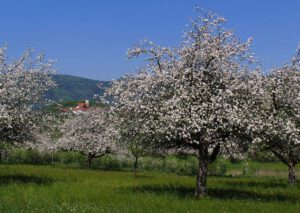 Der Bayerische Wald das grüne Dach Europas