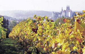 Von der Lausitz bis zur Elbe: Faszination Wein in Sachsen