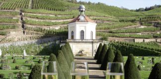 Von der Lausitz bis zur Elbe: Faszination Wein in Sachsen
