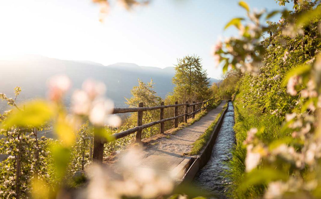 Meraner Apfelblüte erwandern und genießen