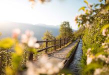 Meraner Apfelblüte erwandern und genießen