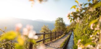 Meraner Apfelblüte erwandern und genießen