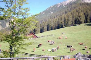 Genusswanderung in Tirol auf die Tuftlalm bei Lermoos