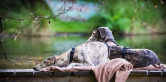urlaubshund: Erholung pur für urlaubsreife Rudel
