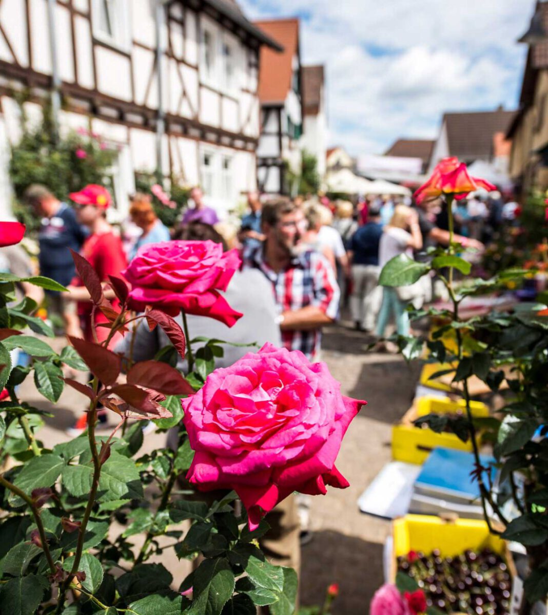 Rosenmarkt, Rosenschau, Rosenkorso beim Steinfurther Rosenfest