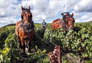 De Watère Champagne: Perfektion kommt mit der Zeit