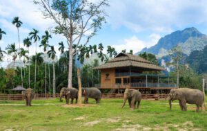 Elefanten hautnah erleben im Elephant-Hills-Camp