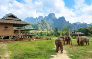 Elefanten hautnah erleben im Elephant-Hills-Camp