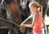 Elefanten hautnah erleben im Elephant-Hills-Camp